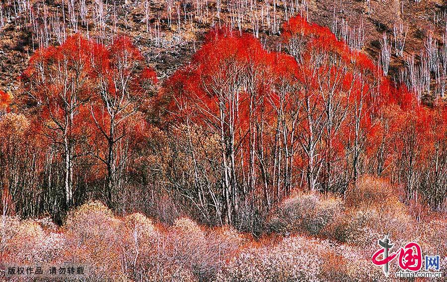 秋後的阿爾山天高地遠，樹木茂盛。層林盡染的美景伴著豐收的喜悅，是一幅令人心醉的油畫。中國網圖片庫 王偉/攝 