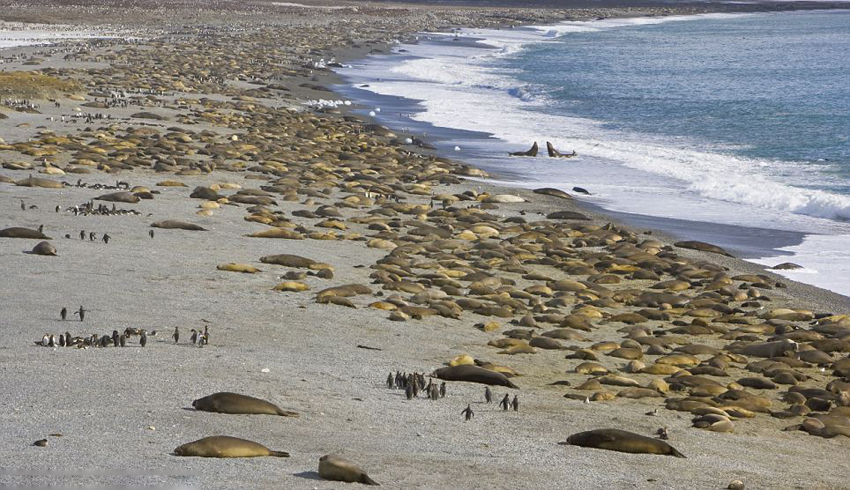 南大西洋数千海象蜷缩海滩宛如岩石[组图]