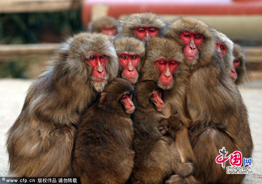 当地时间2014年1月18日，日本洲本，日本动物园内的恒河猴抱团取暖，抵御严寒。
