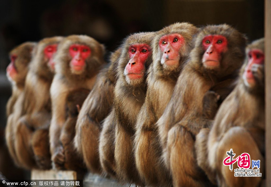 当地时间2014年1月18日，日本洲本，日本动物园内的恒河猴抱团取暖，抵御严寒。