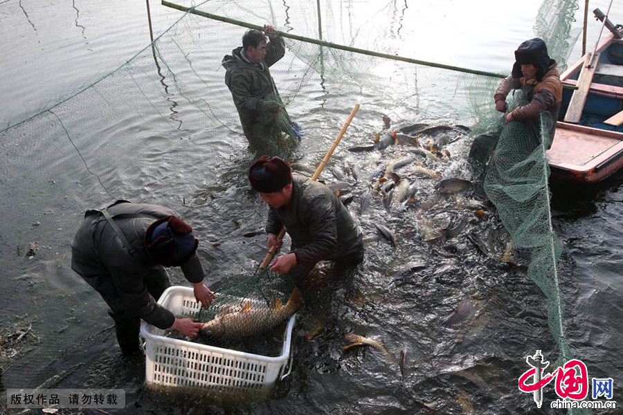 图为1月18日，“新春鱼王”拍卖会活动工人正在从湖中捞起大鱼。中国网图片库李俊生/摄