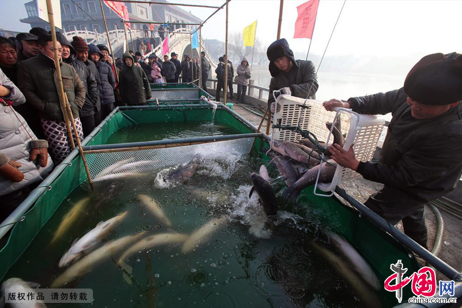圖為1月18日，“新春魚王”拍賣會工人正把從湖中撈起大魚倒入準備好的魚池中。 中國網圖片庫 李俊生/攝