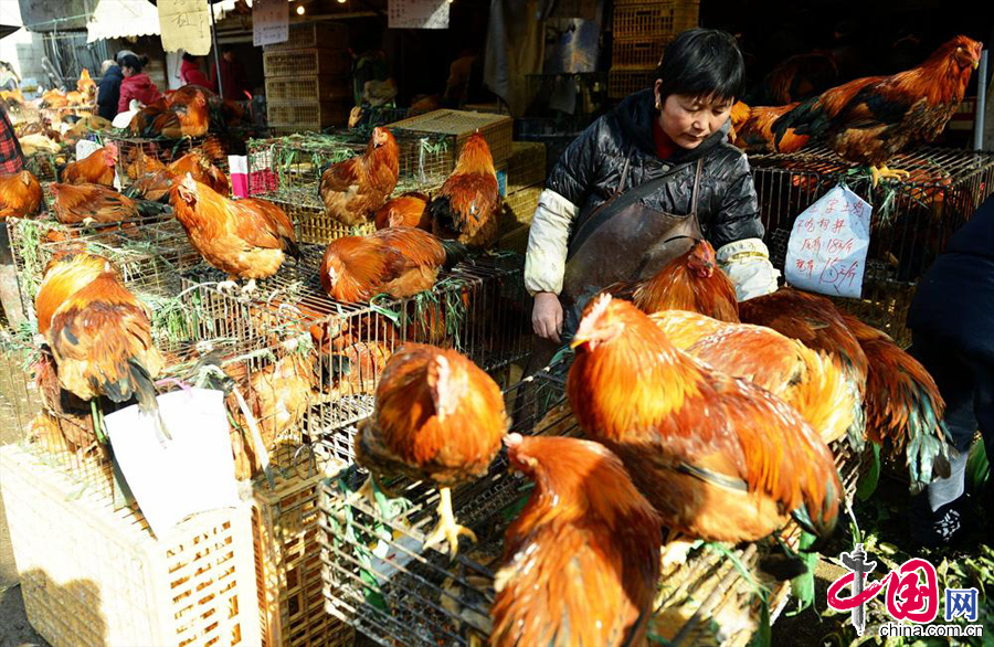 2014年01月21日，浙江省杭州市，杭州一超市的活禽无人问津。 中国网图片库龙巍摄影