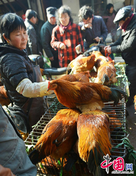2014年01月21日，浙江省杭州市，杭州一超市的活禽无人问津。 中国网图片库龙巍摄影