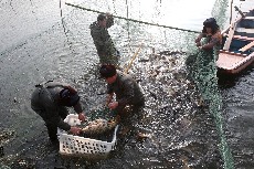1月18日，“新春魚王”拍賣會活動工人正在從湖中撈起大魚。