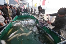 1月18日，“新春魚王”拍賣會工人正把從湖中撈起大魚倒入準備好的魚池中。