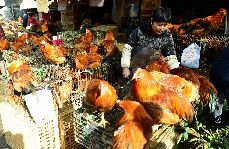 据常年进行活禽交易的摊主介绍，现在杭州市场活禽零售交易价格只有常年同期的三分之一，销售量也不到常年同期的20%。