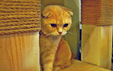 因为店面不是那种直接临街的,在巷子里很不起眼。所以可以看到加菲猫人偶在招徕生意。咖啡馆里面的各式猫咪有萌的,也有猫叔类型的,都友善可爱.