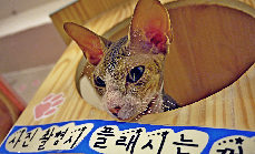 进到店中需要8000韩元的入场费并赠一杯免费的咖啡,进门需要换鞋子洗手,之后就可以和猫咪们亲密接触了！