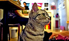 你可以一边享受杯中的浓咖啡，一边与心爱的小猫咪共度闲暇时光。