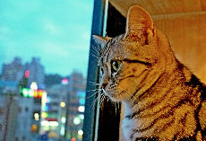 它们或是在窗台上懒洋洋地躺着，或是好奇地闻着顾客的咖啡，有的在悠闲地溜达着。中国网图片库 丁卫 摄