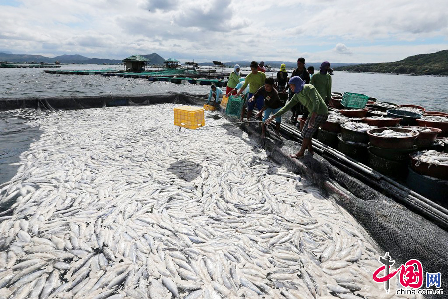  当地时间2014年1月22日，菲律宾吕宋岛八打雁，渔民们打捞起了大量虱目鱼的尸体，总量预计达120吨。据悉，鱼群集体死亡的原因在于湖底内的硫酸气体上涌，鱼可能是中毒或缺氧而死。 图片来源：cfp