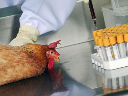 上海：H7N9禽流感基因疫苗研製完成