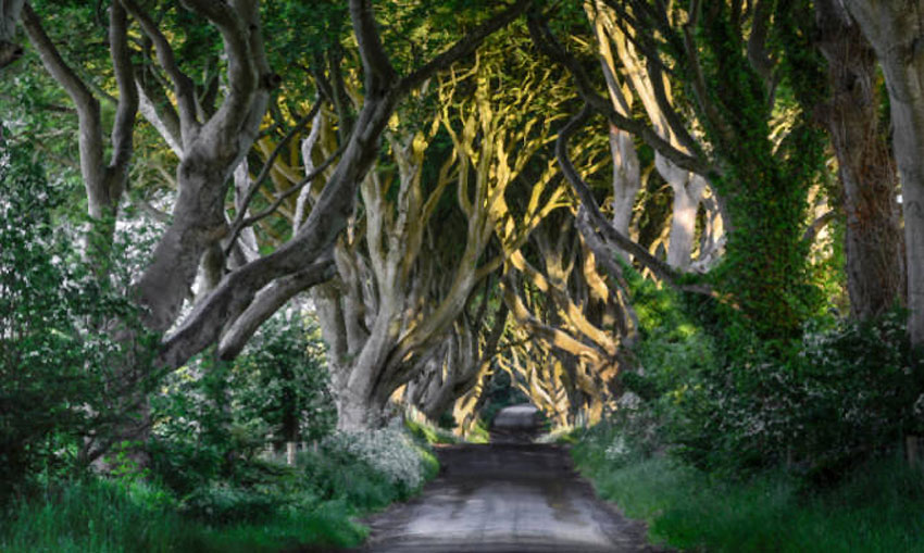 爱尔兰现“恐怖童话森林” 成著名旅游景点[组图]