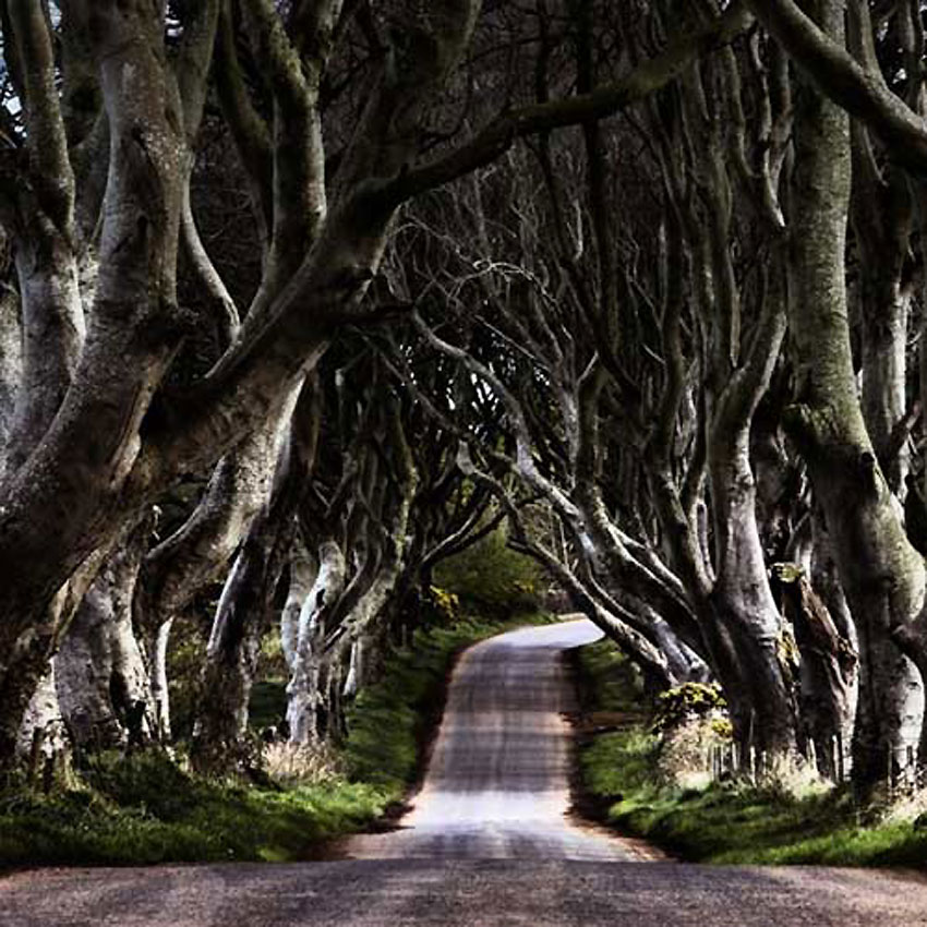 爱尔兰现“恐怖童话森林” 成著名旅游景点[组图]