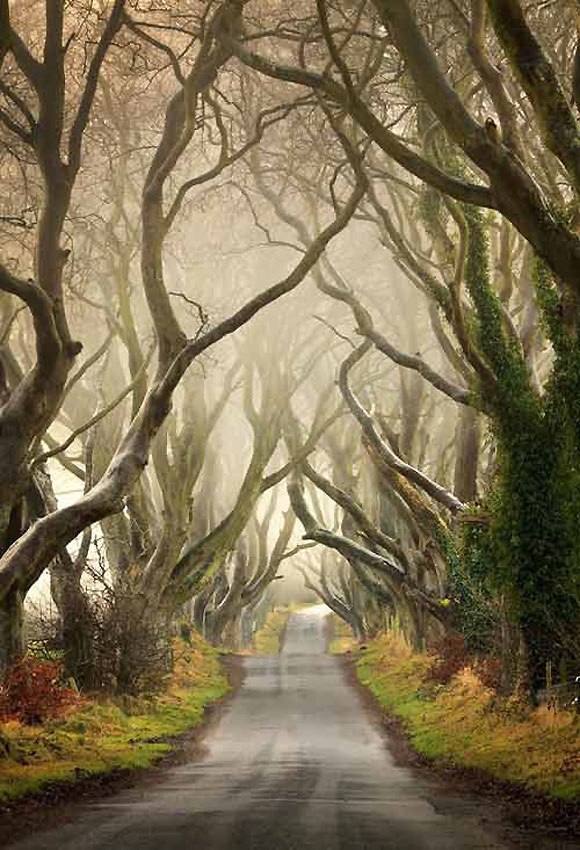 愛爾蘭現“恐怖童話森林” 成著名旅遊景點[組圖]