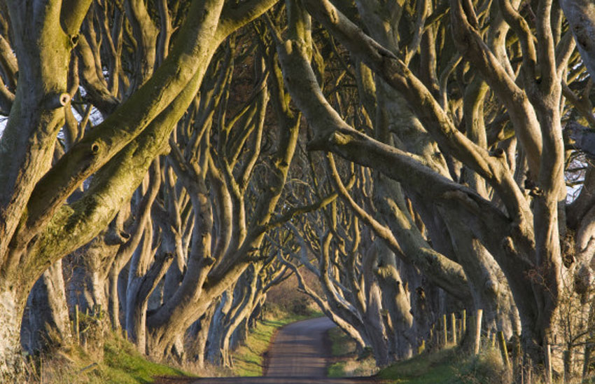 愛爾蘭現“恐怖童話森林” 成著名旅遊景點[組圖]