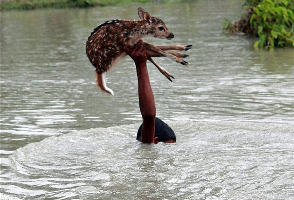孟加拉国少年河流中潜游救小鹿 单手托举助其上岸[图]