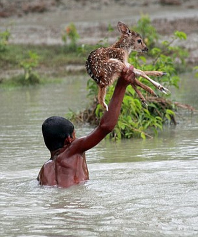 孟加拉國少年河流中潛遊救小鹿 單手托舉助其上岸[圖]
