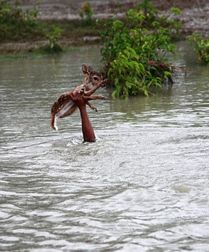 孟加拉国少年河流中潜游救小鹿 单手托举助其上岸[图]