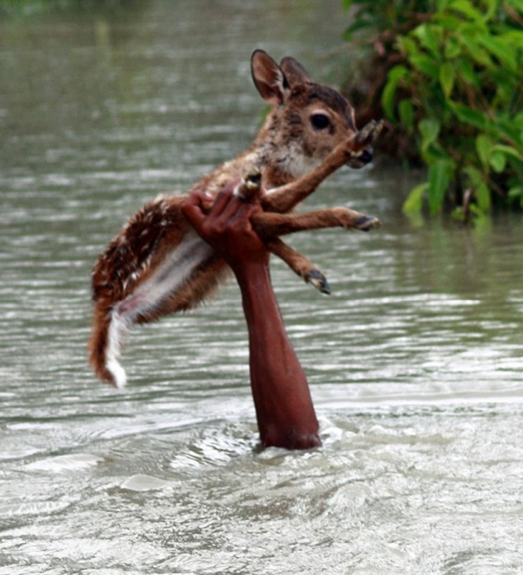 孟加拉國少年河流中潛遊救小鹿 單手托舉助其上岸[圖]