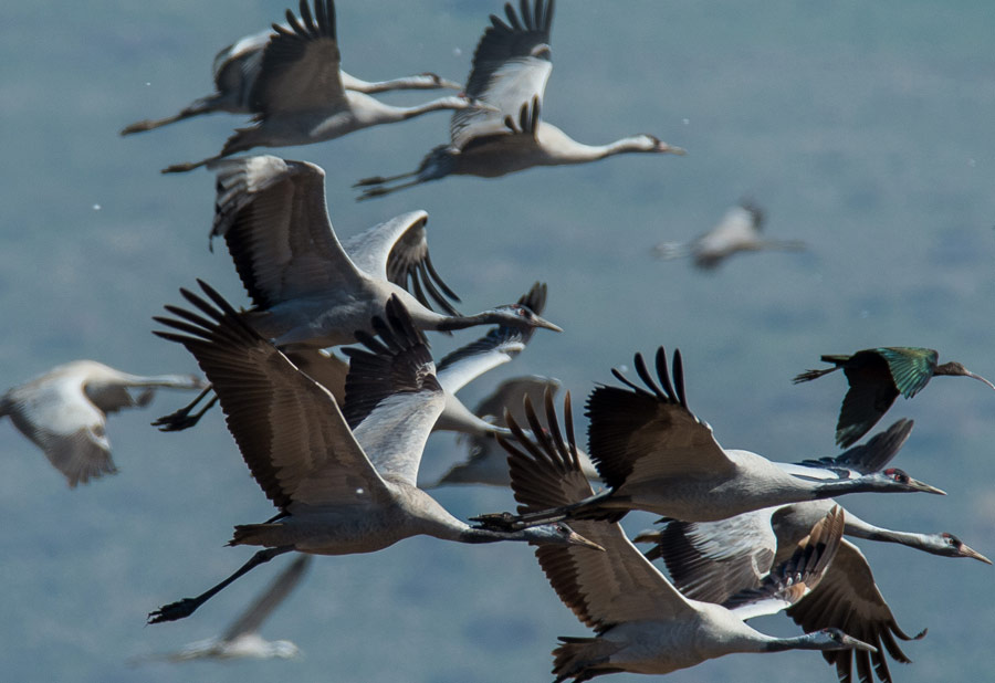 以色列：阿格蒙胡拉鳥類自然公園[組圖]