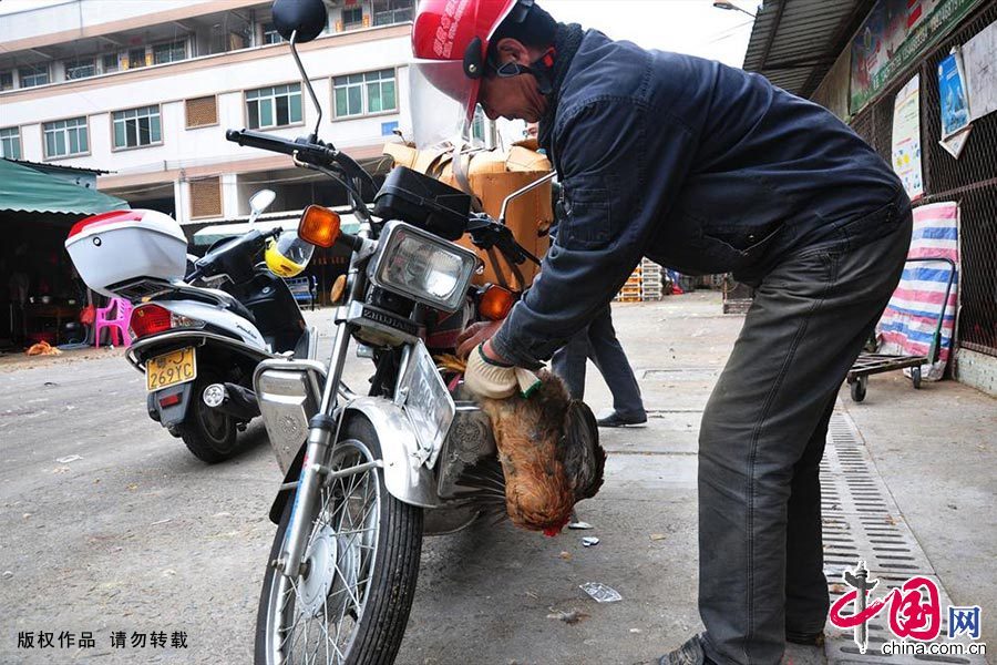 2月8日，广东省江门市蓬江区的白沙江南蔬菜禽畜批发市场内，顾客将选购好的鸡只绑在摩托车上。