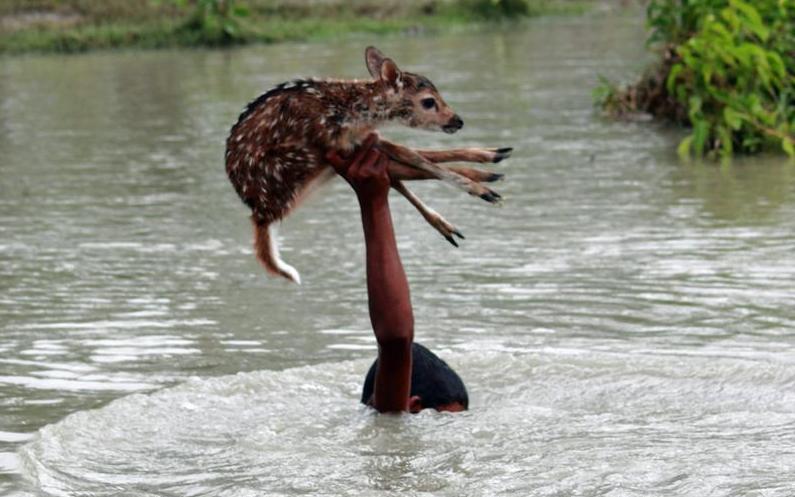 孟加拉男孩救溺水小鹿 单手托举助其上岸