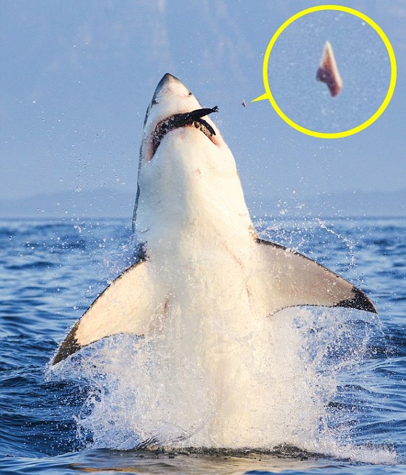 摄影师南非抓拍到大白鲨捕食用力过猛崩掉牙齿[组图]