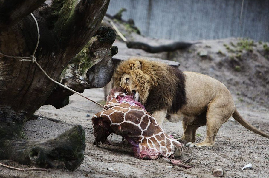 丹麦动物园处死近亲繁殖长颈鹿喂食狮子