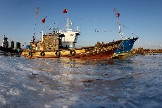 　2月11日，江蘇海州灣北部贛榆沿海海域被大面積海冰覆蓋，漁船被凍在海面。