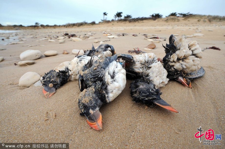 强风暴席卷欧洲大陆 数千海鸟成“罹难者”[组图]