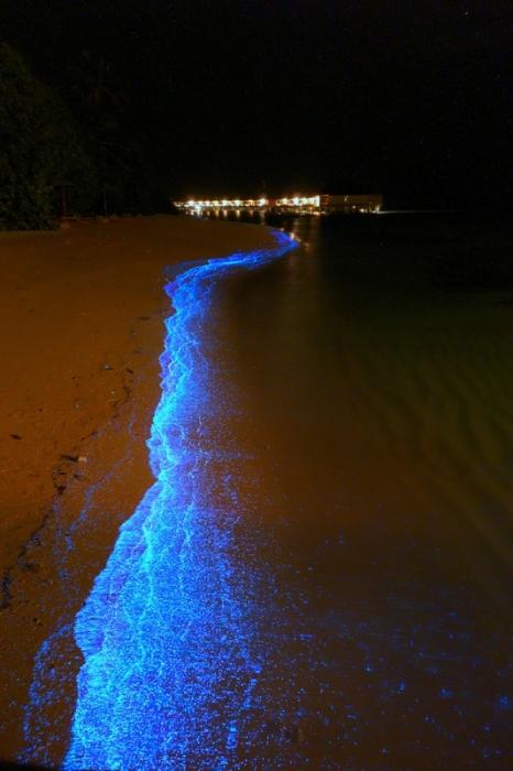 马尔代夫海滩会“发光” 美轮美奂令人叫绝