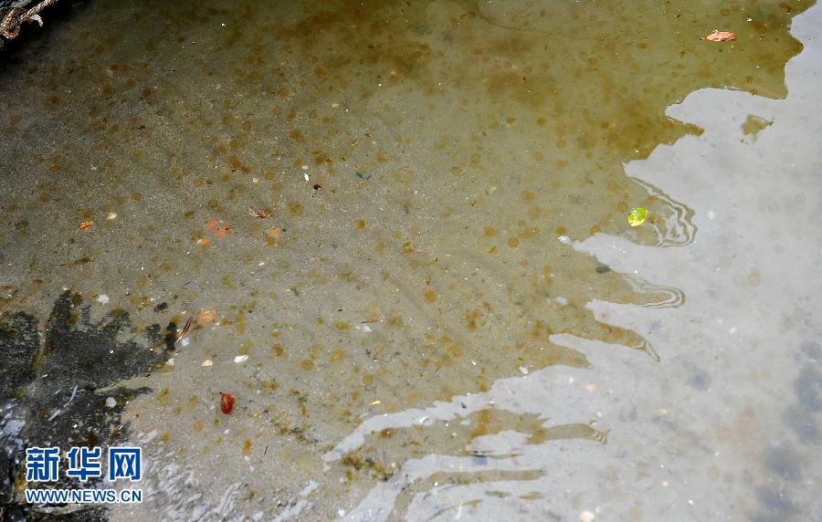 海南岛西部沿海发生赤潮造成海洋生物死亡