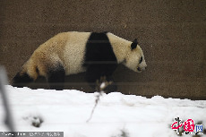 据中国保护大熊猫研究中心消息，2014年2月9日凌晨零时四十分，大熊猫“锦意”患病死亡。图：大熊猫“锦意”看上去精神状态不好，不一会儿就顺着墙根回熊猫馆去了。