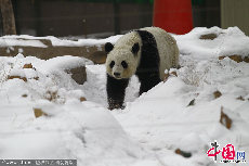 2011年3月，大熊猫“锦意”被引进郑州市动物园，是继“文雨”之后，郑州市动物园引进的第二只大熊猫。两只熊猫都曾参加国庆六十周年大典，后被称为“国庆熊猫”。