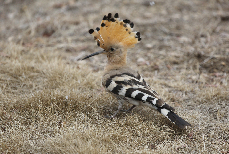 戴胜身上的羽毛呈棕色，两翅和尾呈黑色，并有白色和棕色横斑，嘴细长而尖，酷似“啄木鸟”。