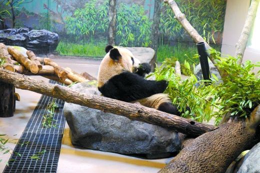 大熊猫在加拿大生活:住别墅吃鲜竹每天要上课