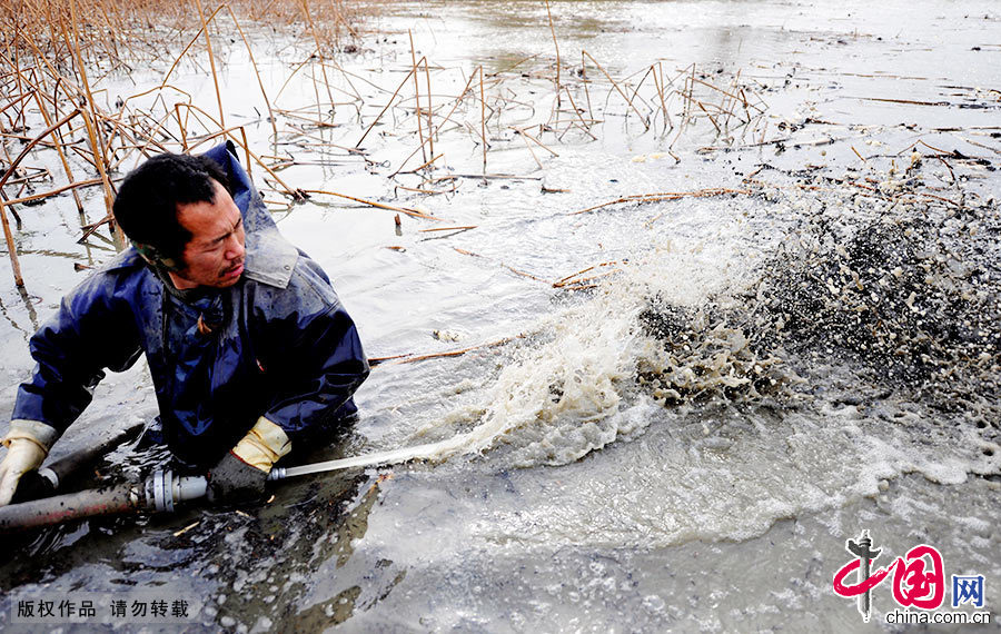 45歲的楊師傅挖藕近20年，他用水槍在藕塘裏“挖”藕。中國網圖片庫 黃政偉/攝