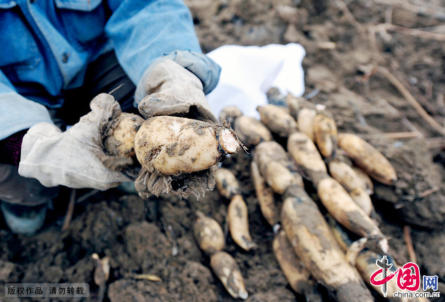  一位挖藕工展示從泥土中揮鍬挖出的藕。他們靠著手藝和力氣在淤泥中討生活，也用自己的艱辛和快樂體味著勞動本色。中國網圖片庫 黃政偉/攝　　