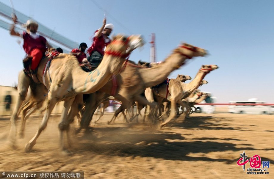 阿联酋民俗节开幕 骑骆驼比赛沙漠扬鞭[组图]