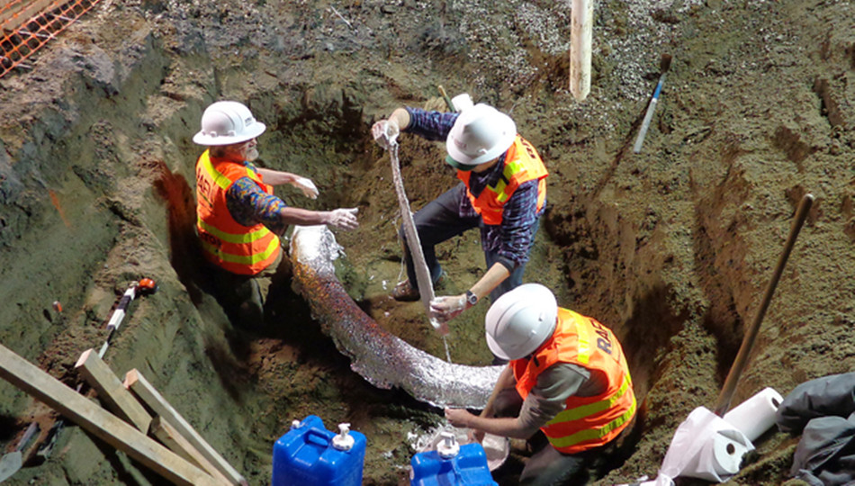 美國發現2.6米長象牙化石 距今或有6萬年曆史