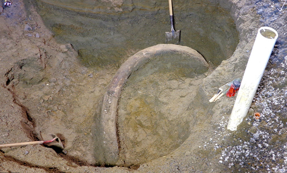 美国发现2.6米长象牙化石 距今或有6万年历史