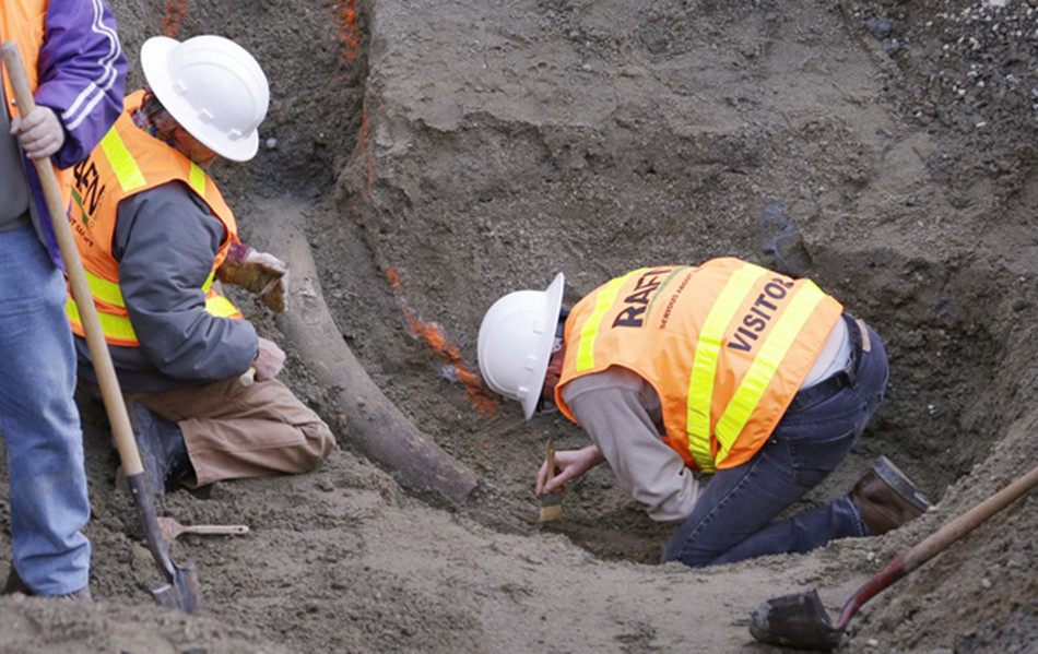 美国发现2.6米长象牙化石 距今或有6万年历史