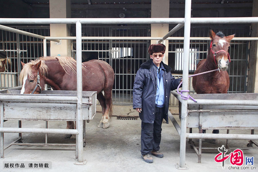 驭手王永西，接触马已经有30多年了，对马有很深的感情。 中国网图片库 澎湃/摄 