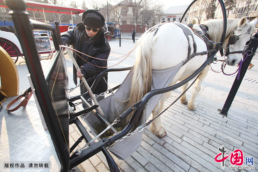 每趟出车之后，马的粪便必须要清理掉，以保证卫生。中国网图片库 澎湃/摄 