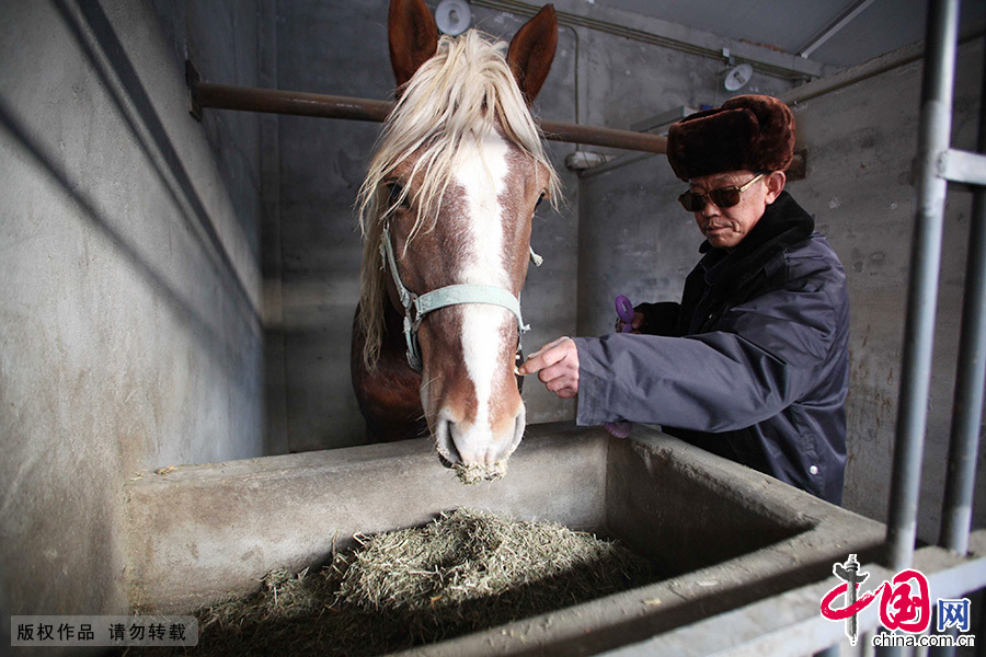 王永西正在为马整理饲料。他认为，马比较通人性，做驭手最重要的是爱惜它。中国网图片库 澎湃/摄 