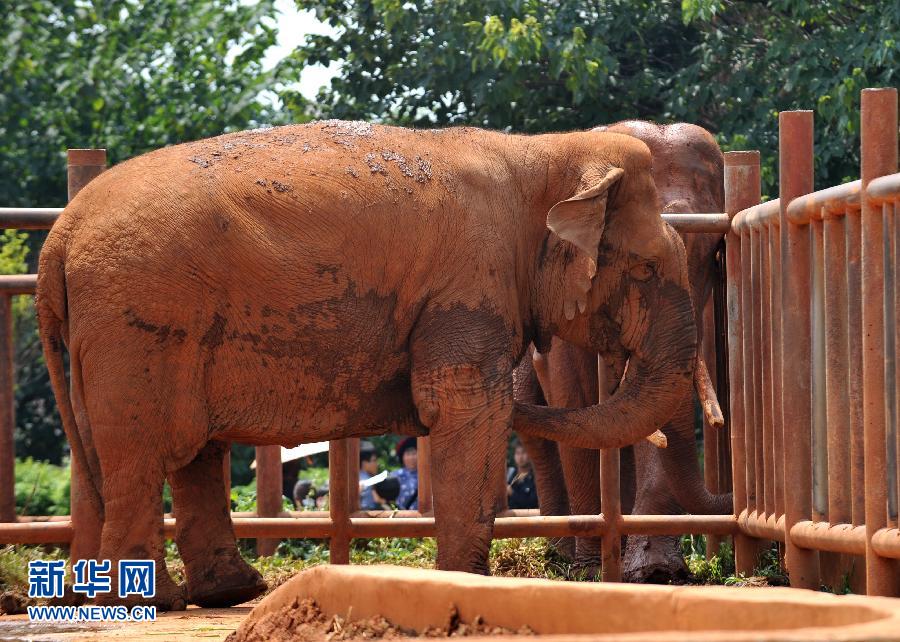 （新华网）昆明一动物园饲养员在象舍内死亡 疑遭大象攻击 