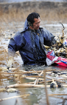 45歲的楊師傅，挖藕近20年。他從用旱地鏟挖到學會在藕塘裏用水槍“挖”，在藕塘裏最多一天用水槍“挖”藕1500斤，超過在旱地泥塘人挖的三倍還多。