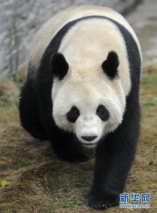 大熊猫“星徽”“好好”前往比利时